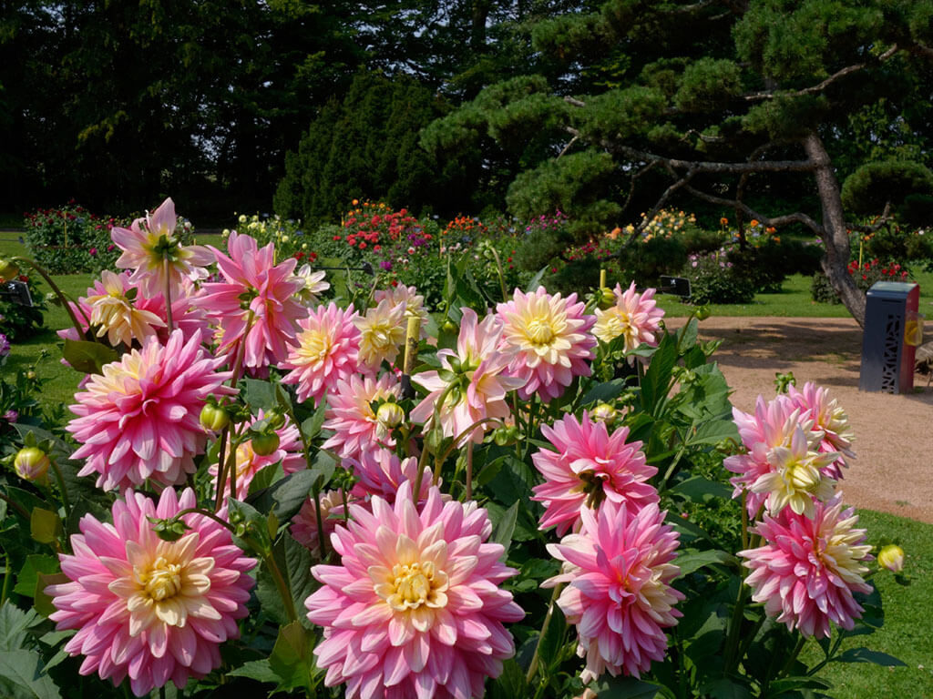 Jardin de Dahlias Parc Floral