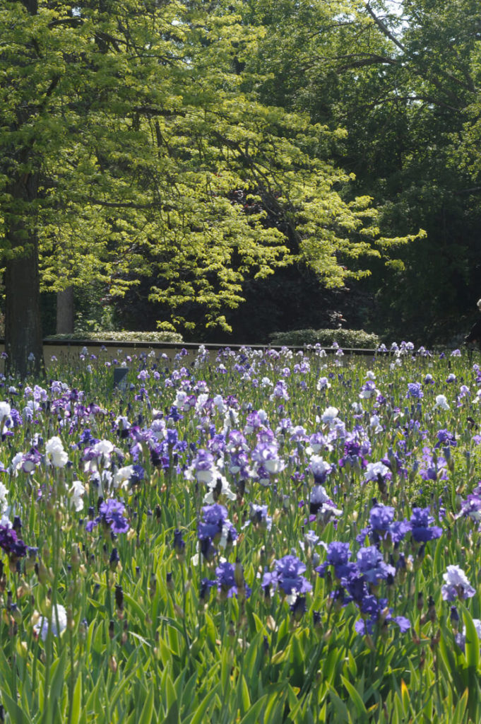 Jardin d'Iris au Parc Floral