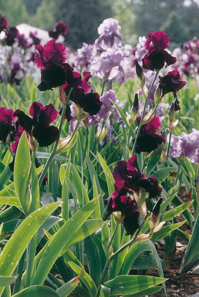 Jardin d'Iris au Parc Floral