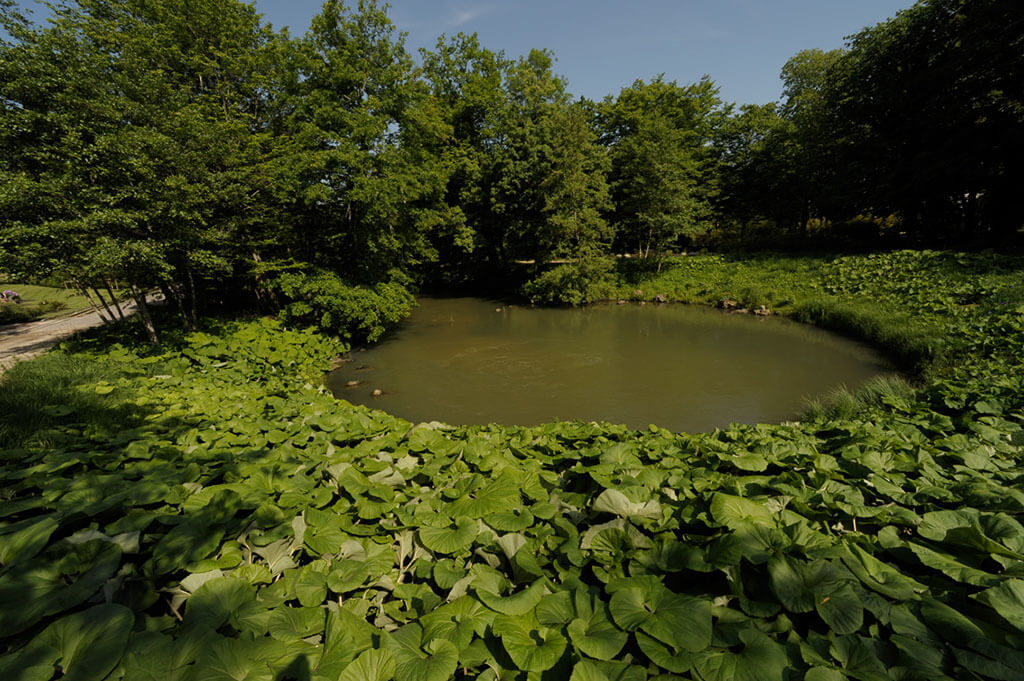 Le Bouillon Parc Floral
