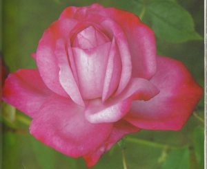 Andr+® Eve Rose Albert Poyet