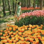 Champs De Tulipes