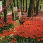 Floraison Des Tulipes