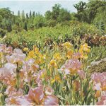 Le Jardin D'iris Pendant Les Floralies