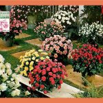 Sous Le Hall Des Expositions Salon De La Rose