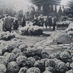 Sous Le Hall Des Expositions Pr+®mices Printani+¿res Les Hortensias